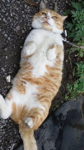 ひもきちさん