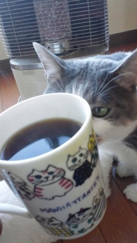 コーヒー