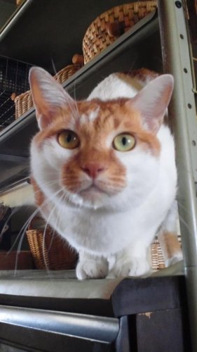 ニャコム