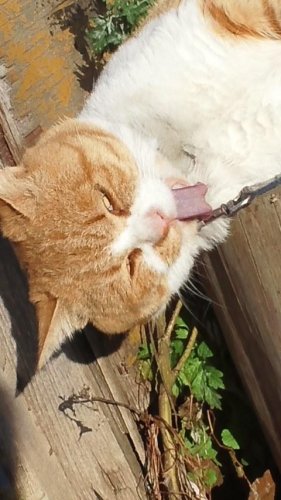 ひもきちさん