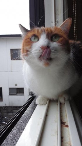 ニャコム
