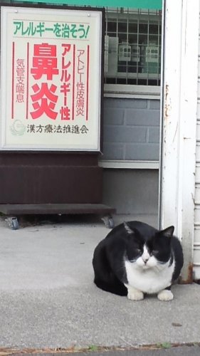 猫薬局