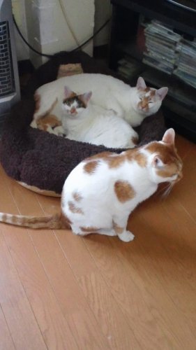 猫軍団