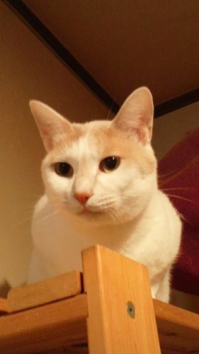 ニャコム