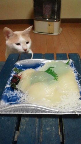 イカ刺し