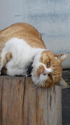 ひもきちさん