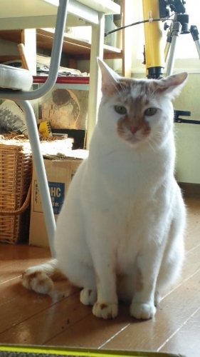 ニャコム