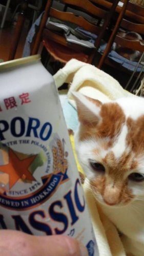 お疲れにゃ～ん♪