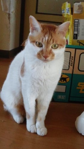 ニャコム