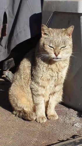 猫果樹園