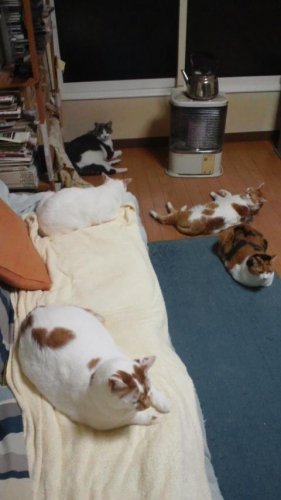 ニャコム