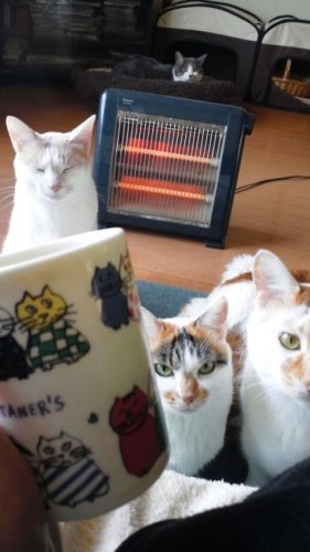 コーヒータイム