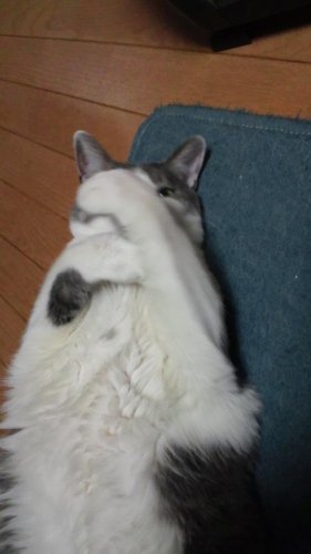 グレ