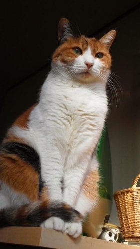 ニャコム