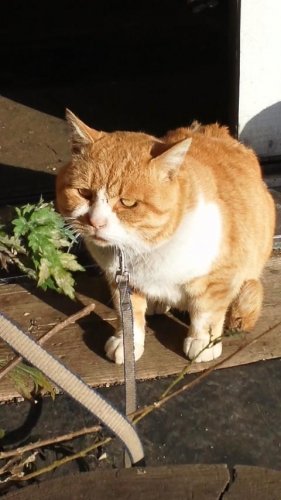 ひもきちさん