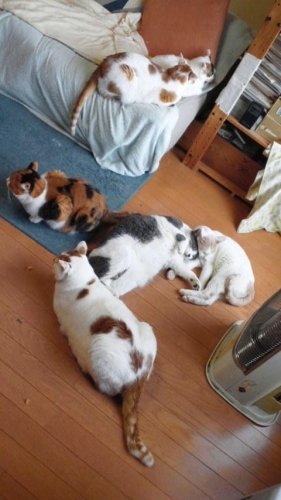 猫軍団