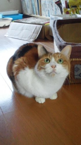 ニャコム