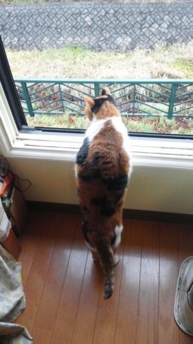 ニャコム