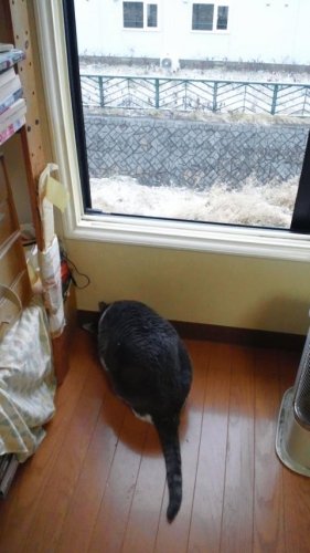 雪が降る