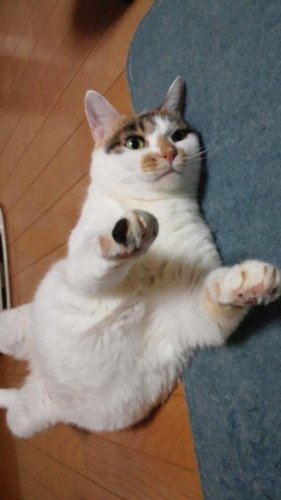 ちゃちこちゃん