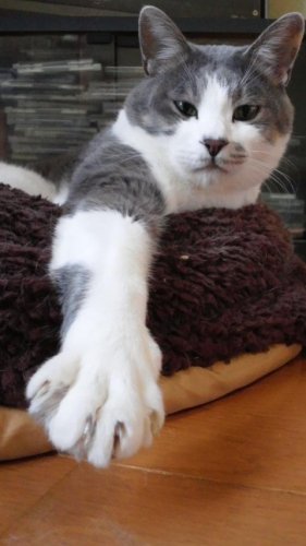 ニャコム