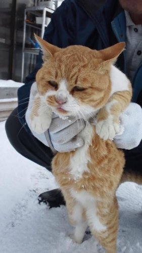 ひもきちさん