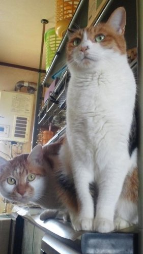 ニャコム