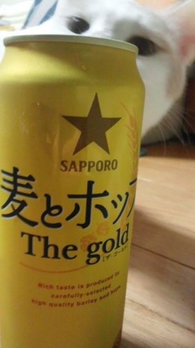 今日も