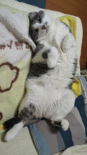 グレピグモン