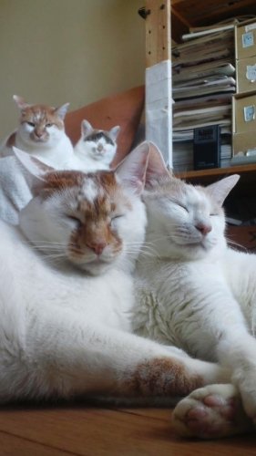 ほのぼの