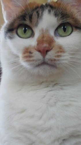 ニャコム