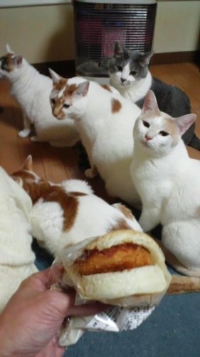 みんな集まれ