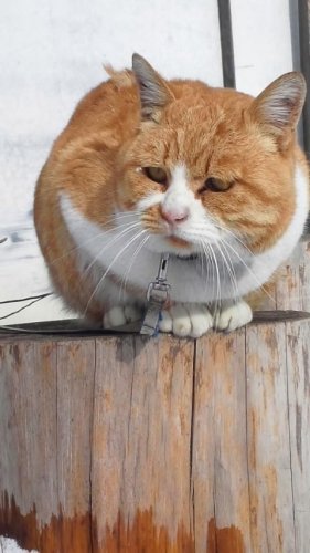 ひもきちさん
