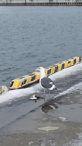 ゴメ