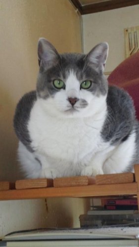 ニャコム