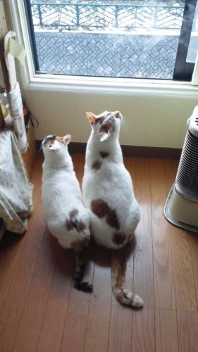 背くらべ