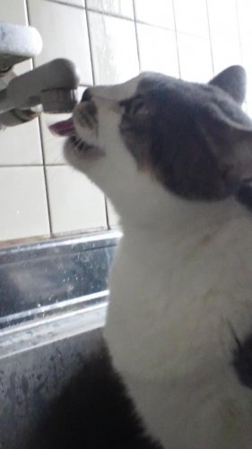 新鮮な水