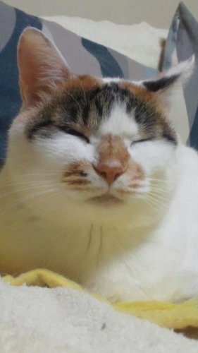 ニャコム