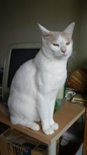 ニャコム