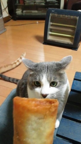春巻き