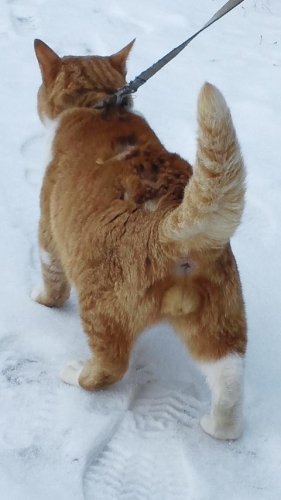 ひもきちさん