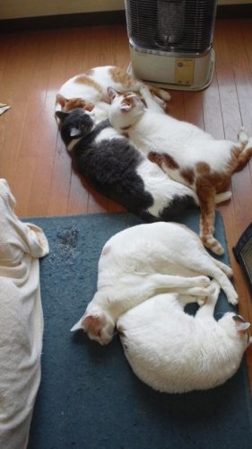 ニャコムあばれはっちゃく