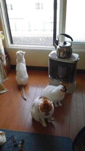 ニャコム