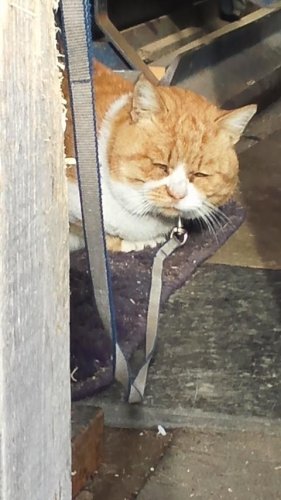 ひもきちさん