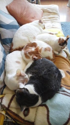 ニャコム