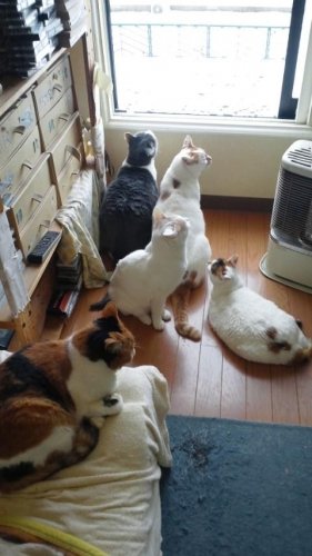 ニャコム