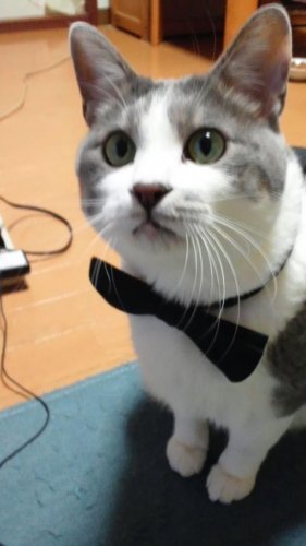 蝶ネクタイニャコム