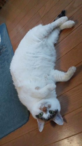 ニャコム