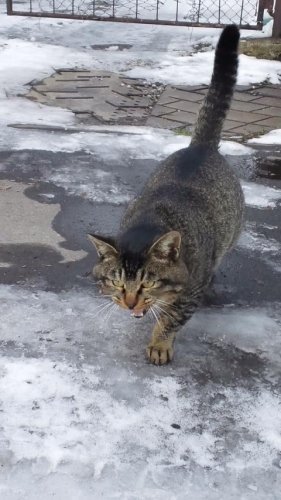 シムラ