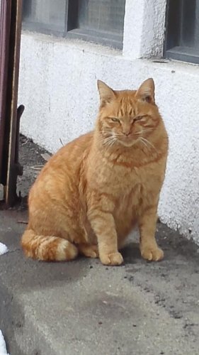 猫地帯の